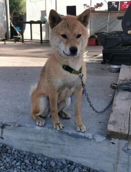 Shiba 🍀🍀🍀 an der Kette -gefesselt- - Bad Karlshafen