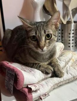 ELSA 💕 - liebe, verspielte Jungkatze - Kallmünz