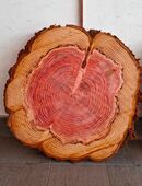 Baumscheibe Holzscheibe Mammutbaum Tisch Couchtisch Epoxidharz Holz Deko in 75172