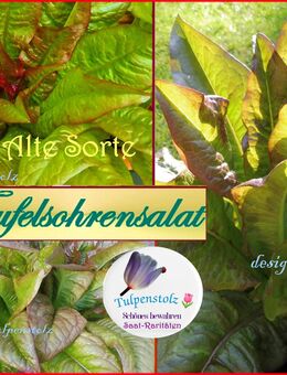♥ Teufelsohren Salat,Samen Tulpenstolz samenfest Gemüse,Garten,Saatgut, spitze Blätter,Alte Sorte, schneckensicher,Permakultur - Hamburg