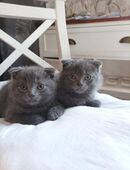 ** 2 Kitten Männchen zu verkaufen ** in 53809