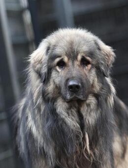 Nero Herdi-Mix sucht erfahrene Menschen - Hagen (Stadt der FernUniversität)