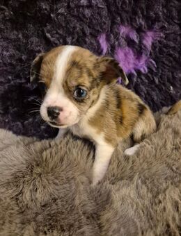 Noch 2 Süße Alternativ Bulldogg welpen/ Mini Australian Shepherd x Französische Bulldogge - Asendorf (Landkreis Diepholz)