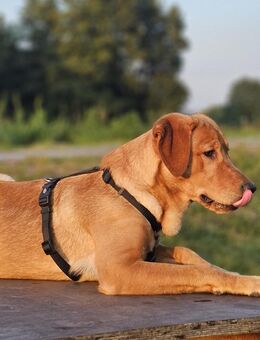 Labrador Junghund - Altentreptow