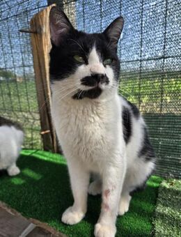 Zorro sucht ein Zuhause mit Freigang - Waakirchen