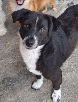 verspielte & verschmuste kleine AURA :) - Grimburg