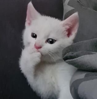 Katzenbabys Kitten Mixkitten