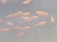 Kleine junge Koi Fische Karpfen aus 2024 ca. 10 cm - Regenstauf