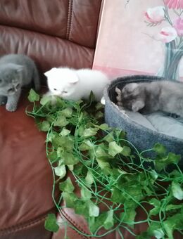 Britische Kurzhaarige Kitten - Kyritz