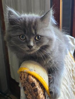 Zuckersüße Maine Coon / Ragdoll Kitten suchen liebe volle Pension auf Lebenszeit - Berlin Reinickendorf