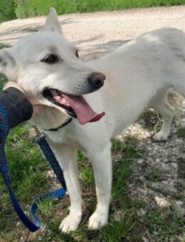 NALA - sanft, ruhig, treu, liebevoll - Linden (Hessen)