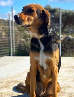 Entspannter Rocky sucht Zuhause - Bergkirchen
