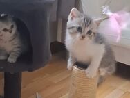BKH Katze, BKH Kitten, Katzenbabys - Esslingen (Neckar)
