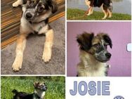 JOSIE -Rundum tolles Hundekind- - Duisburg