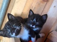 Katzenbabys - Rosenbach (Vogtland)
