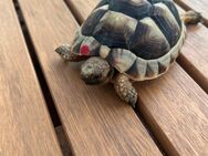 Schildkröten Maurisch + Grichisch - Nersingen