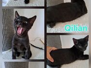 Atemberaubende Bengal Kitten, melanistic und brown - Haßloch