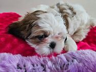 Shih tzu welpen - Güstrow