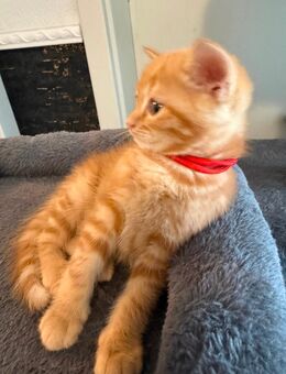 4 kleine Kater - Bonn Tannenbusch