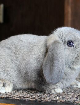 Kleine Zwergwidder Jungtiere Kaninchen Zwerghasen SOFORT abholbereit - Büchlberg