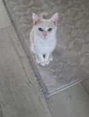 Kater sucht ein neues Zuhause in 40591