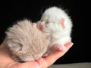 ♥️ Wunderschöne Bkh Babykatze Britische Baby Katze ♥️ - Wesseling