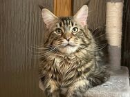 Maine Coon Deckkater - Wetterzeube