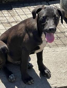 🐾Fröhlicher Welpe Blacky💫 - Eislingen (Fils)