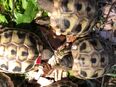 Griechische Landschildkröten Testudo hermanni in 48341