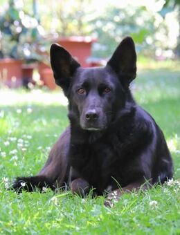 Elsa sucht ihr Happy End - Enger (Widukindstadt)