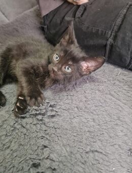Maincoon Mix kitten - Kitzingen