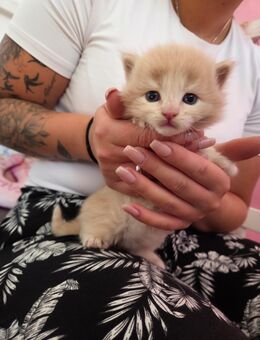 Maincoon Mix Kitten - Bad Endorf