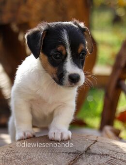 Trollige Jack Russel Terrier Welpen - Weißkeißel