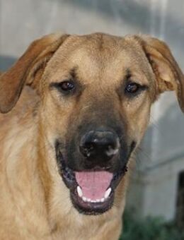 Hermann, geb. ca. 12/2023, GRIECHENLAND - Markdorf