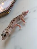 Leopardgecko Weibchen und Männchen in 53557