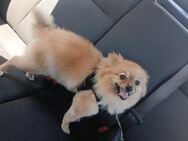 Pomeranian hündin - Darmstadt