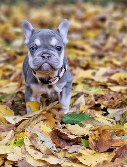 Französische Bulldoggen Welpen - Espelkamp Altgemeinde