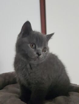 BKH Kitten reinrassig abgabebereit - Essen