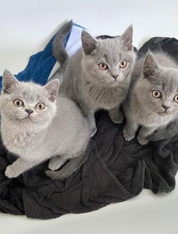 Reinrassige BKH Kitten AB SOFORT abzugeben ! - Herford (Hansestadt)