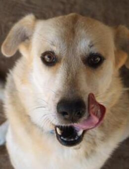 Sina auf der Suche nach Glück - Krefeld