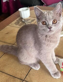 Wünderschöner bkh kater abzugeben - Dortmund