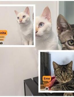 BENITA, Siam-Mix und EME, EHK - Sipplingen