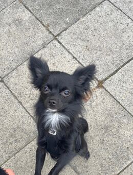 Deckrüde - Wiesbaden