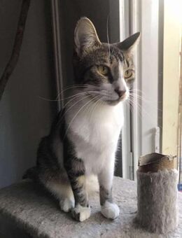 Zazou und Greta aus dem Tierschutz - Grevenbroich