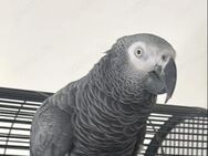 Graupapagei - Kiel