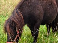 Zwei freundliche Ponys suchen liebevolles zuhause - Grimma