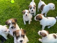 Jack Russell Terrier WELPEN - Altlandsberg