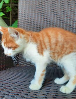 Kätzchen, Kitten, Katzenbaby - Iphofen