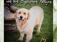 Hübscher Golden Retriever Rüde 1,5 Jahre mit Ahnentafel ZT sucht gutes Zuhause** - Altendorf (Regierungsbezirk Oberpfalz)