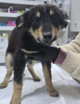 ULA - zauberhaftes Welpenmädchen - Kallmünz